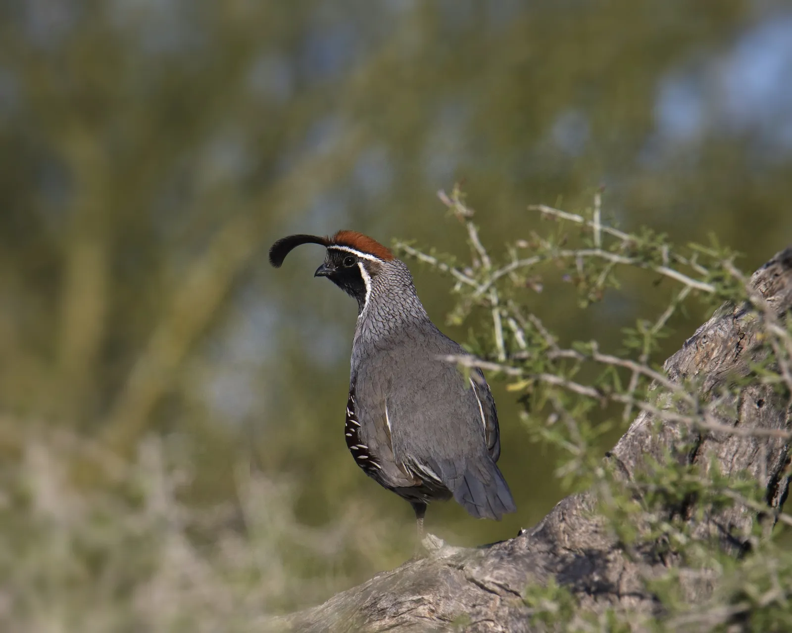 Semi-Guided Upland Hunts at Hueco Ranch