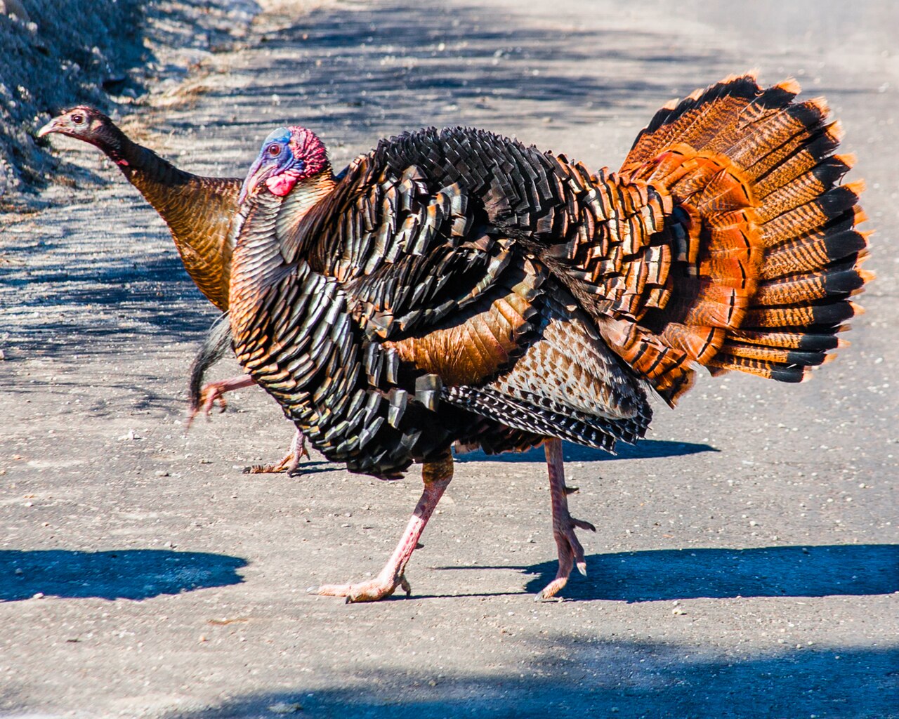 Ohio Youth Turkey Hunt