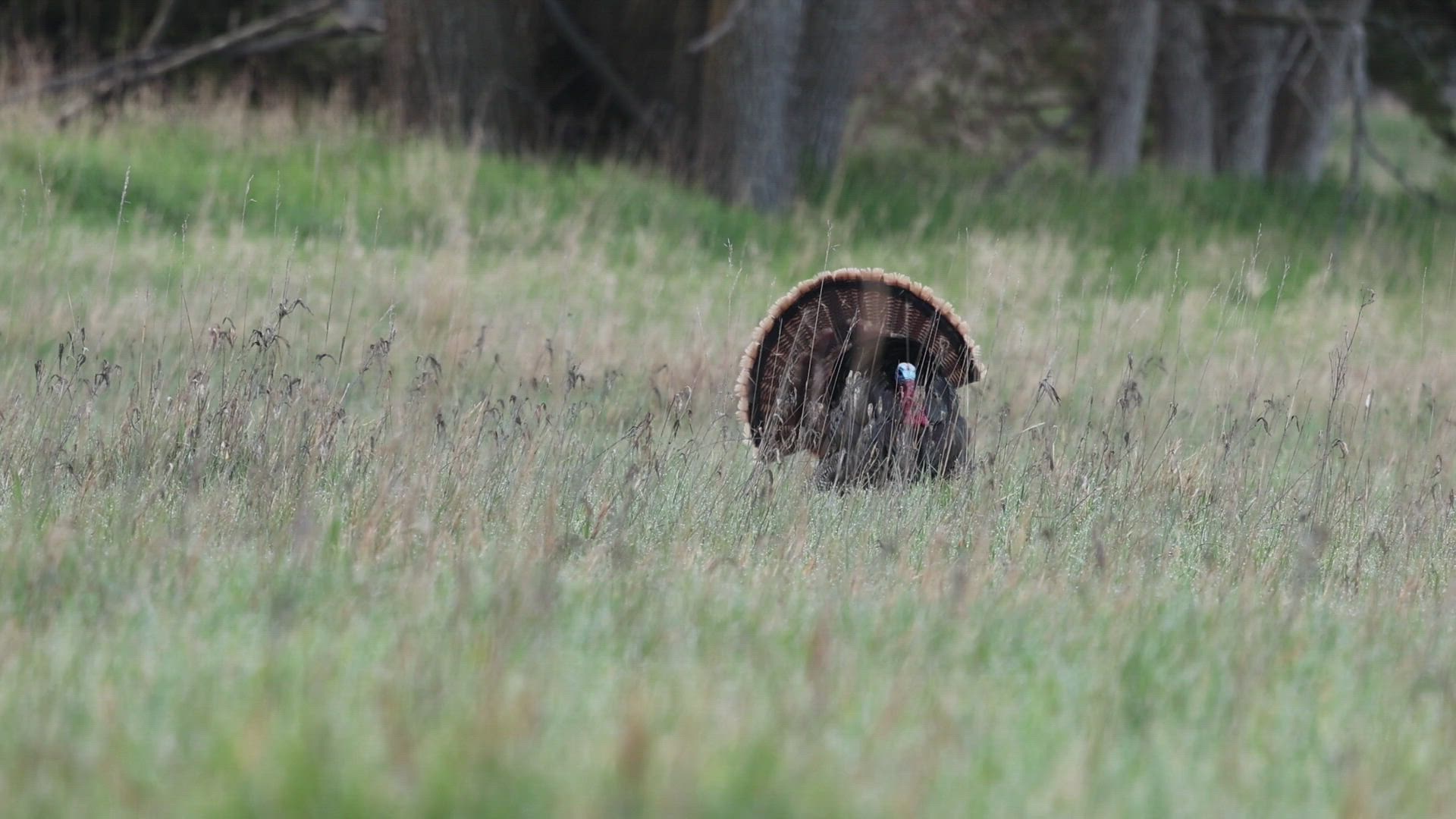 All-Inclusive Turkey Hunt — 3 Days