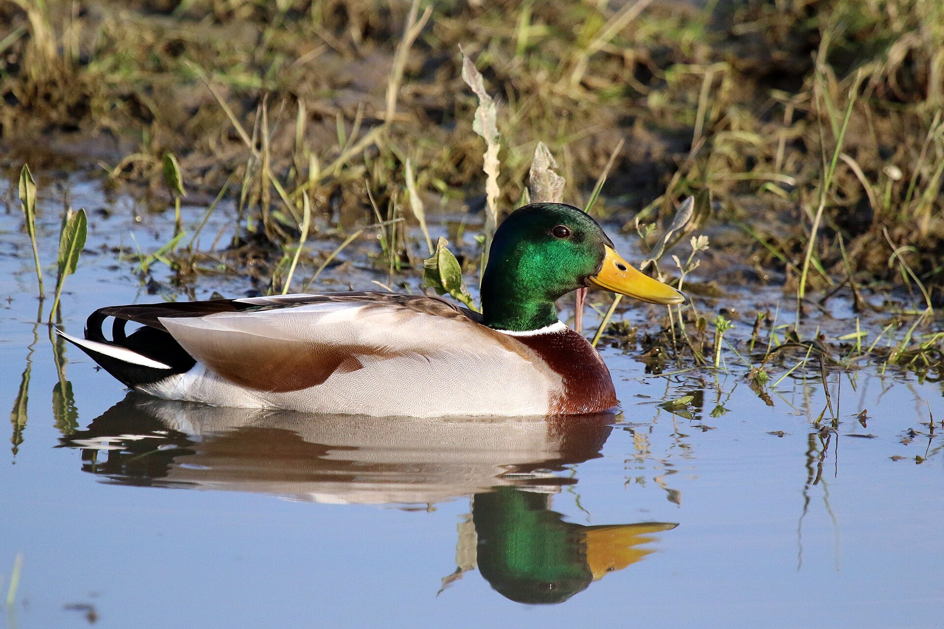 Northwest Oregon Duck Hunting Trips