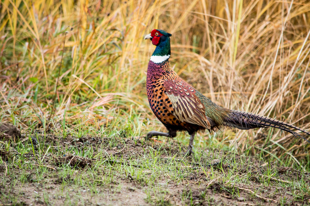 Upland Hunts at Feathered Forest Hunt Club