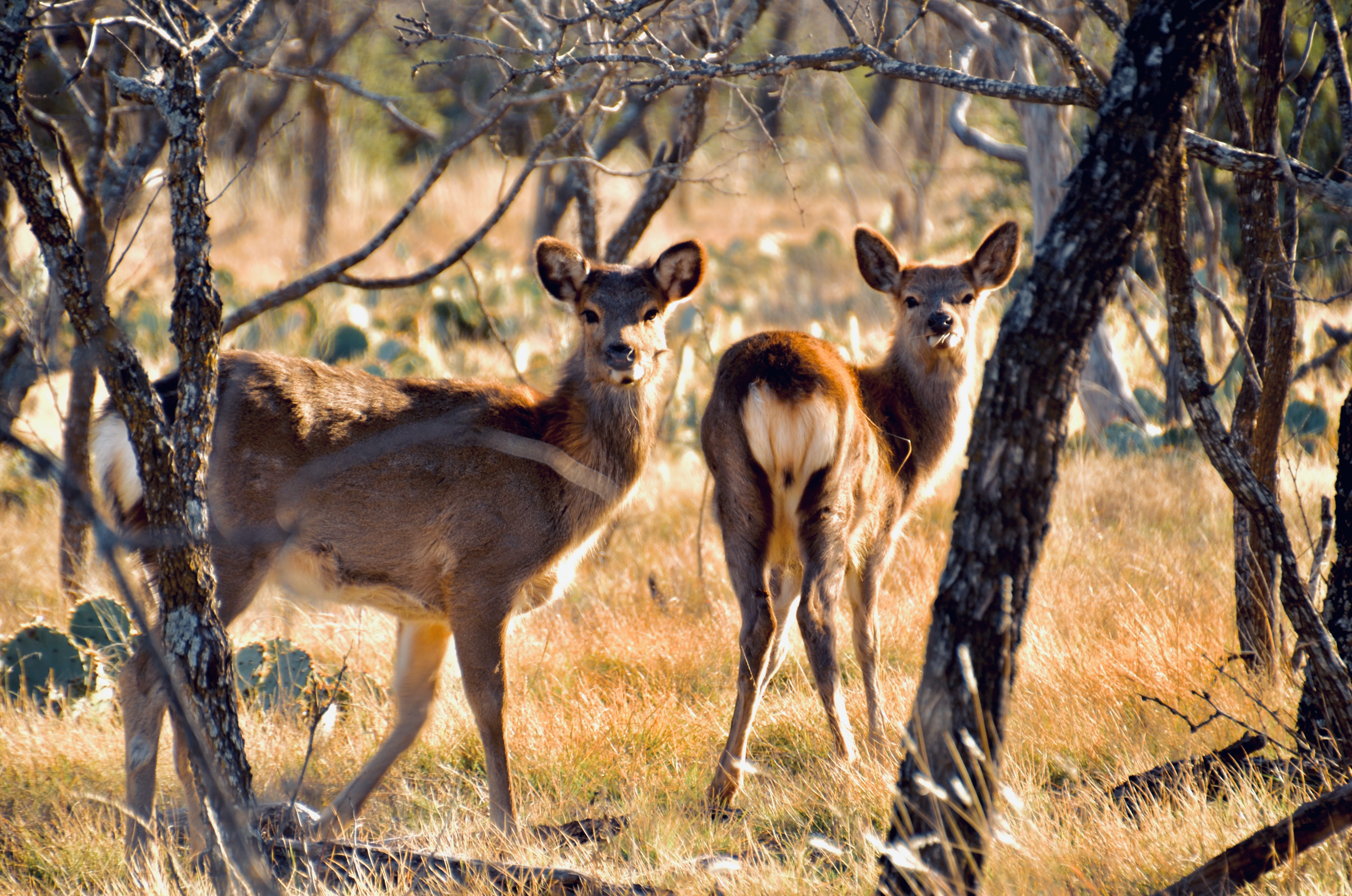 Whitetail Deer - guided