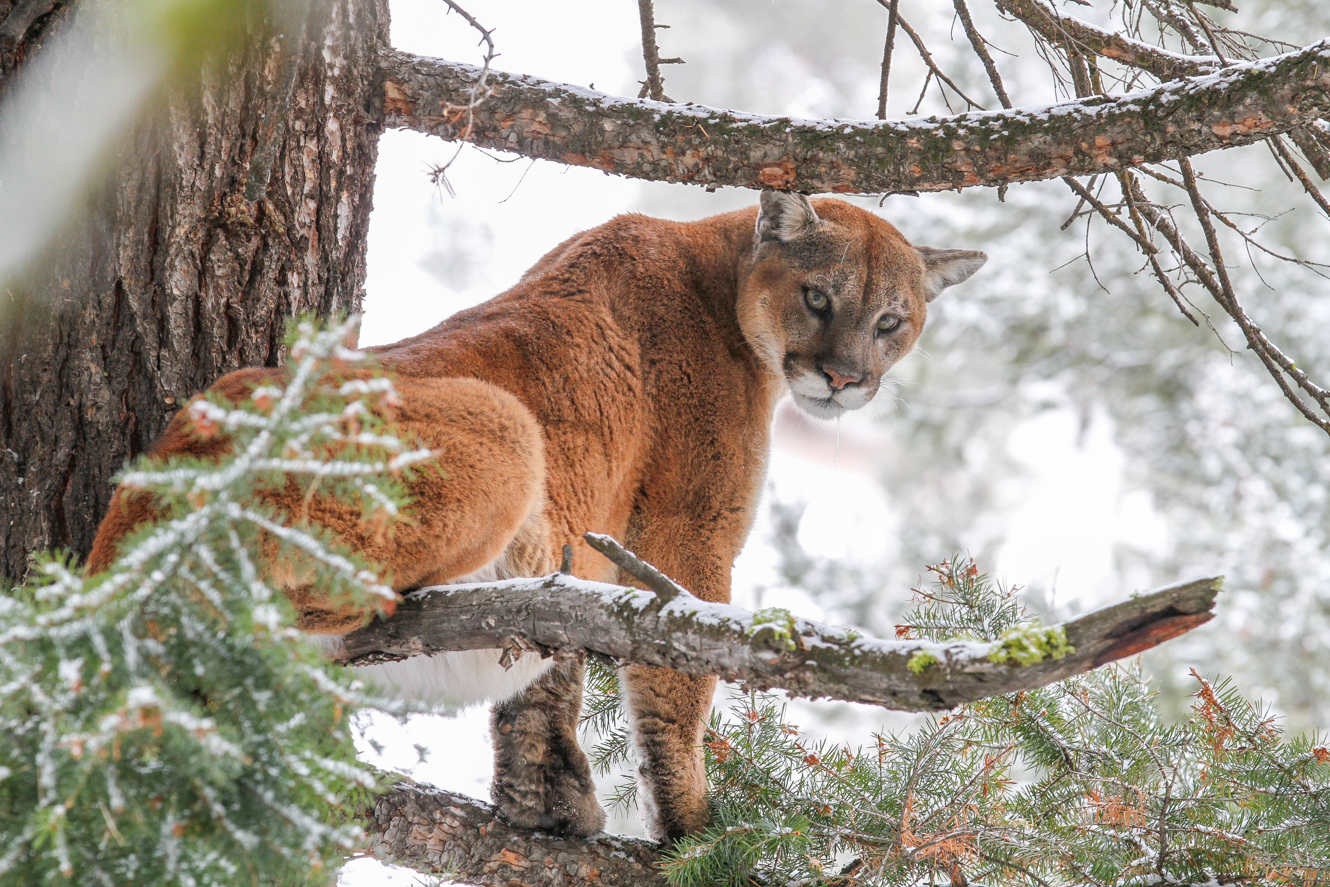 Mountain Lion Hunts — OTC (6-9 Day)