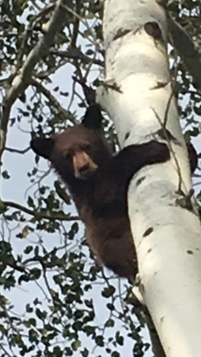 September Spot & Stalk Black Bear Hunts (FTWG)