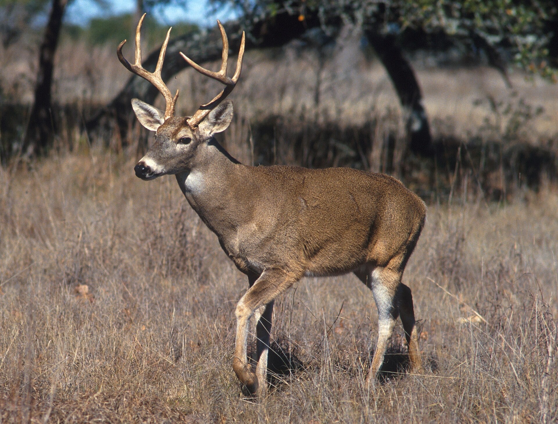 Pennsylvania Trophy Whitetail Hunts (3–4 Day, All-Inclusive)