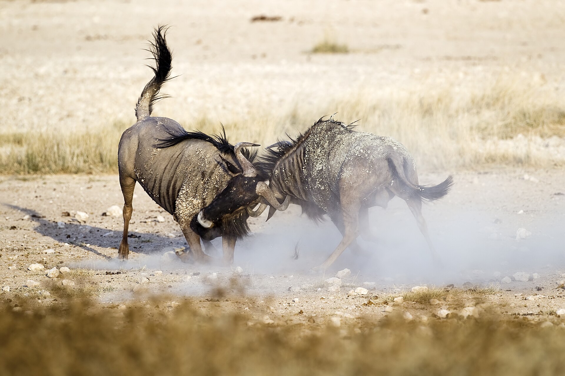 6 Animal-Buddy Hunting Experience