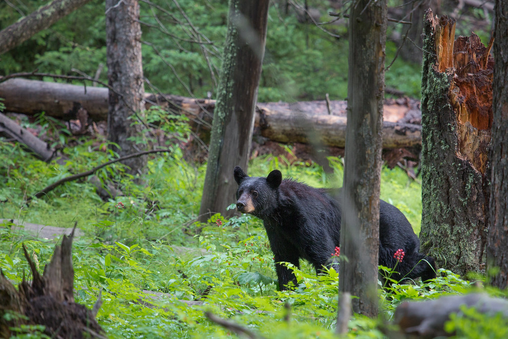 Guided Bear Hunt