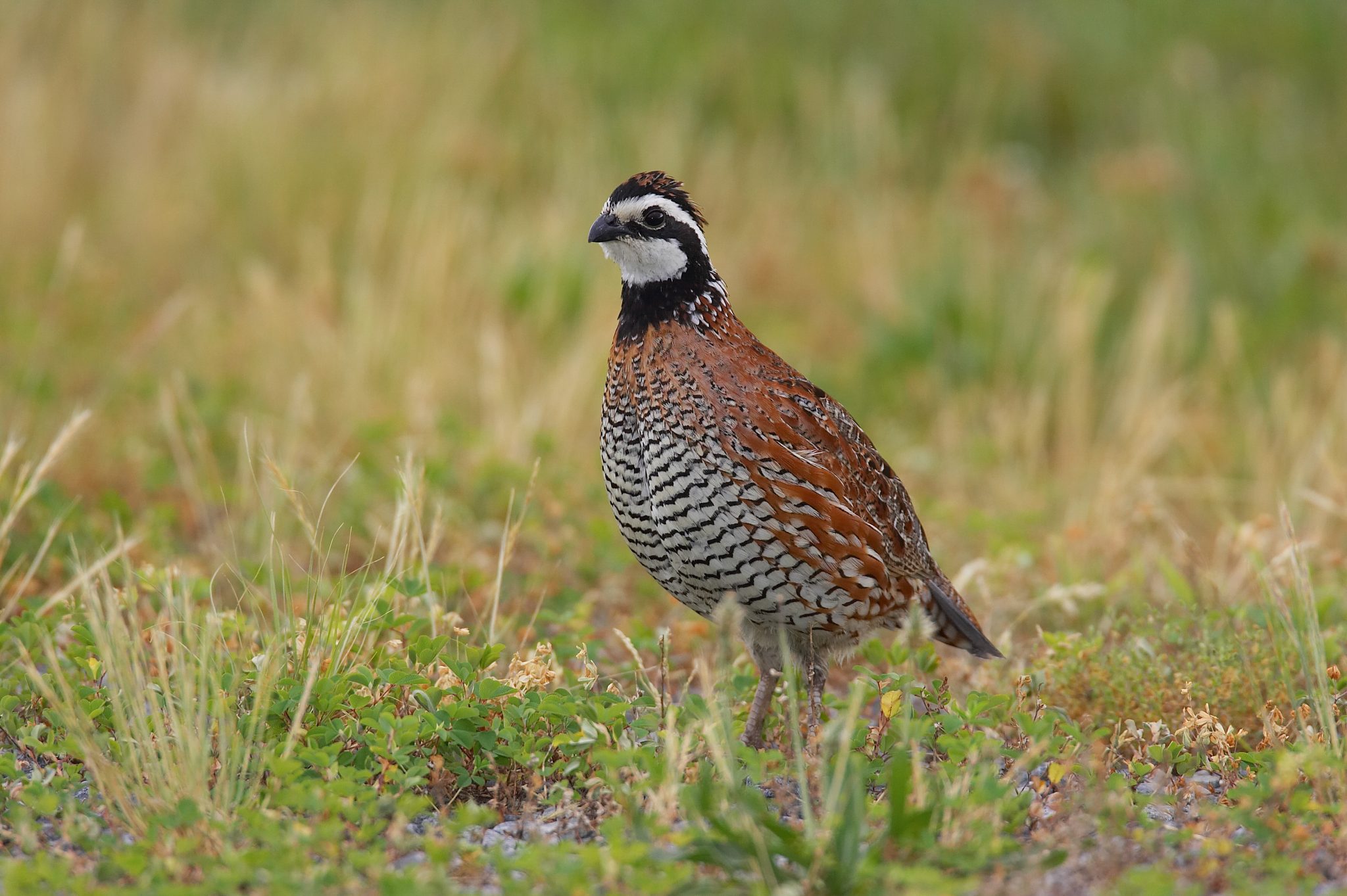 Mixed Bag Upland Hunts at Caney Outfitters