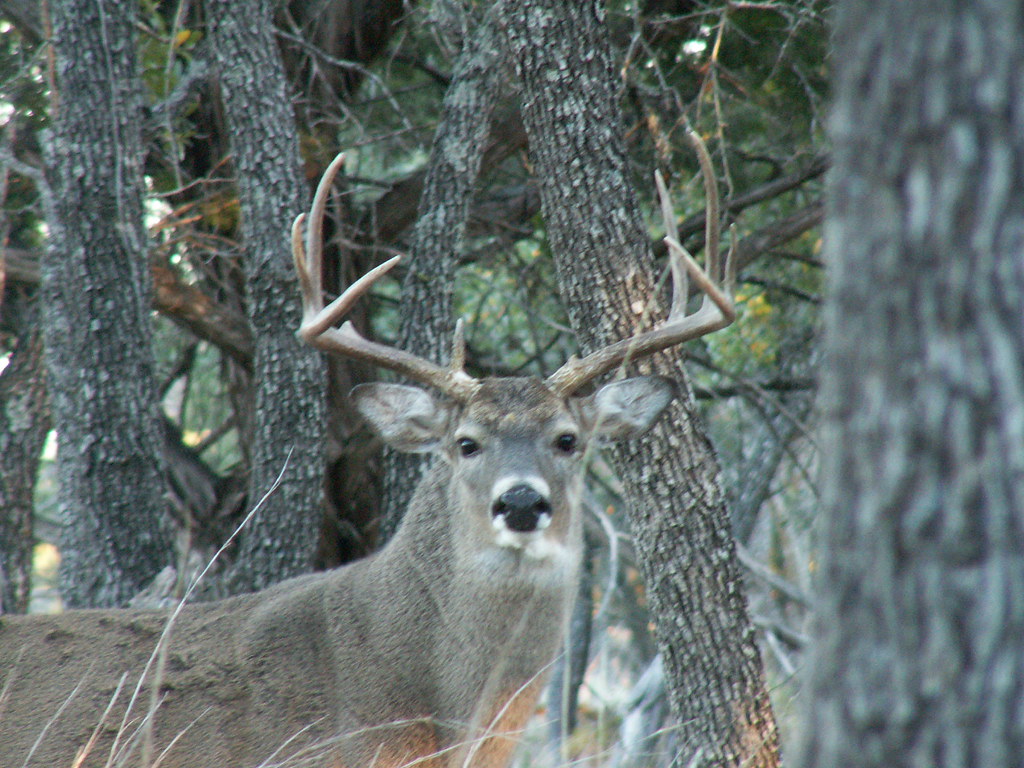 Kentucky Opening Gun Deer Hunt